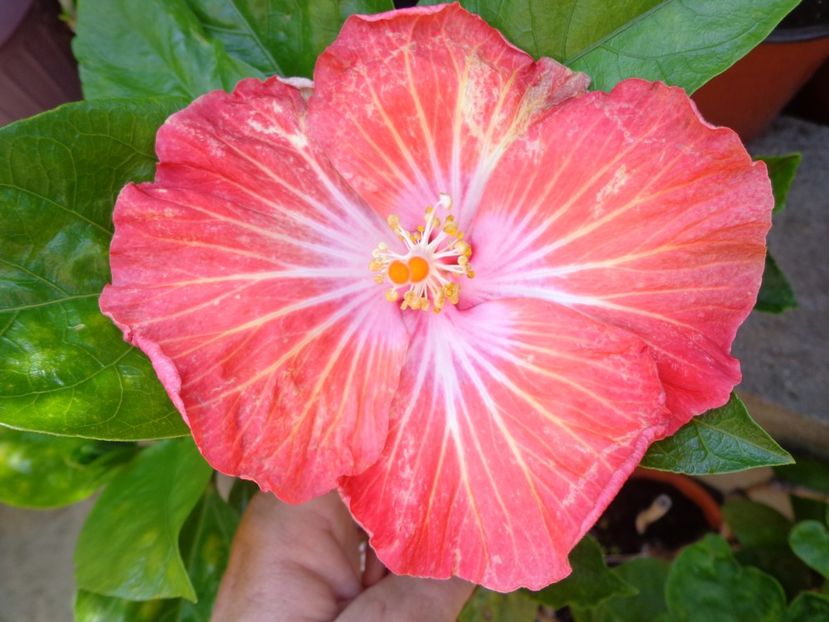  - A -HIBISCUS 2018