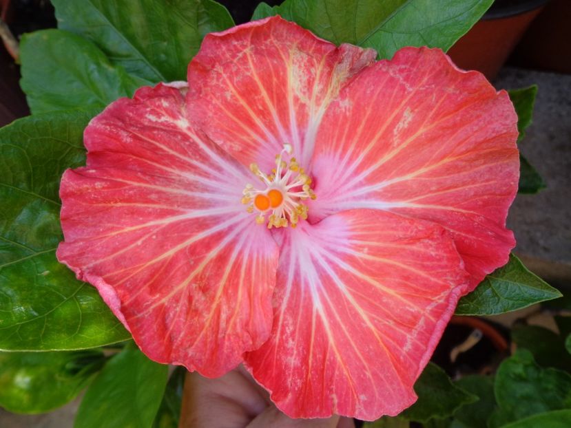  - A -HIBISCUS 2018