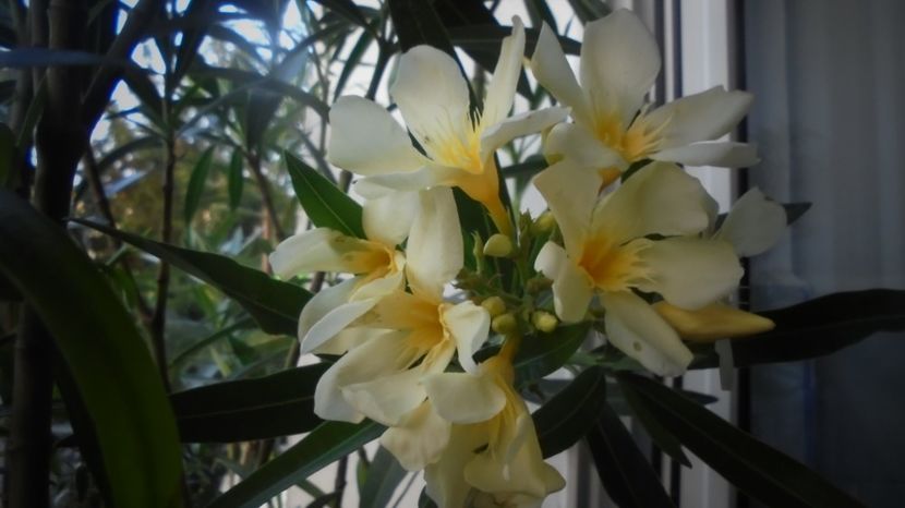 Marie,mai frumoasa decat in poza... - In glastra