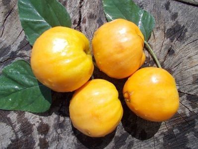 111240412_WEPMDRR - SEMINTE ROSII - YELLOW OXHEART