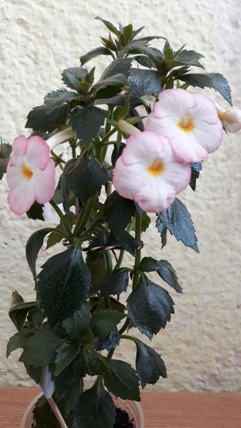  - Rugaminte identificare achimenes