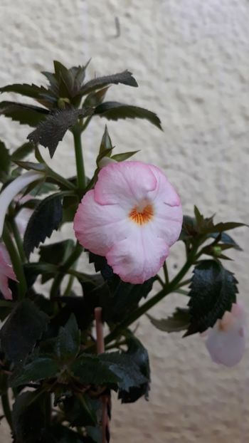  - Rugaminte identificare achimenes