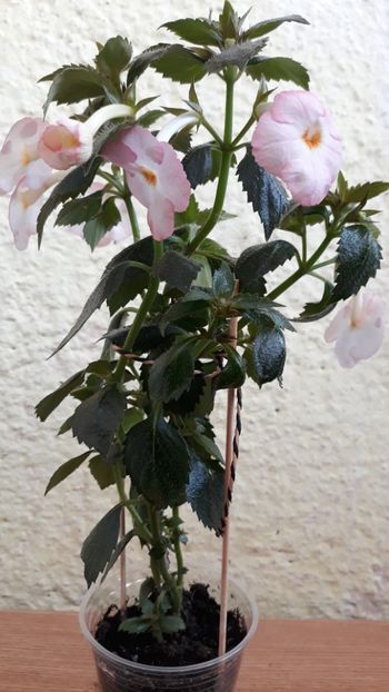  - Rugaminte identificare achimenes