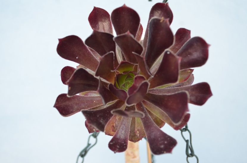  - suculente si cactusi