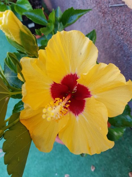 Boreas Yelow - 1-2 HIBISCUS