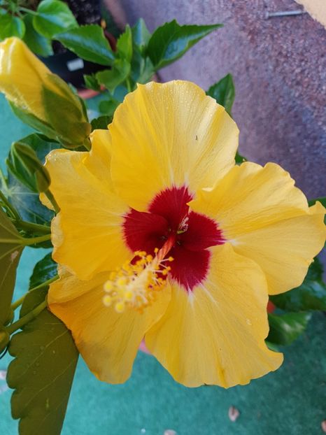  - 1-2 HIBISCUS