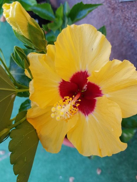  - 1-2 HIBISCUS