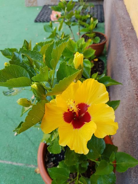  - 1-2 HIBISCUS