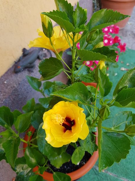 - 1-2 HIBISCUS