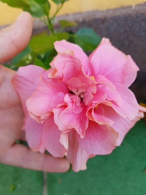  - 1-2 HIBISCUS