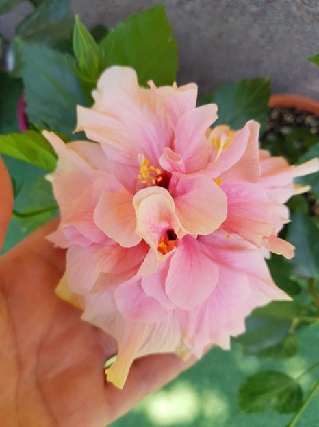  - 1-2 HIBISCUS