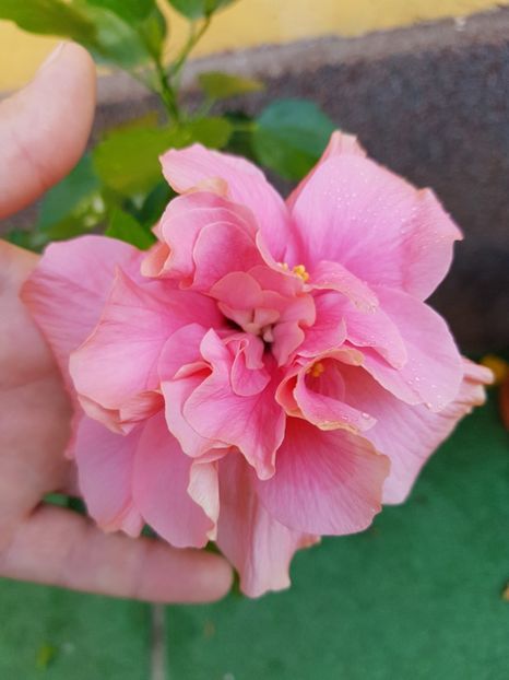  - 1-2 HIBISCUS