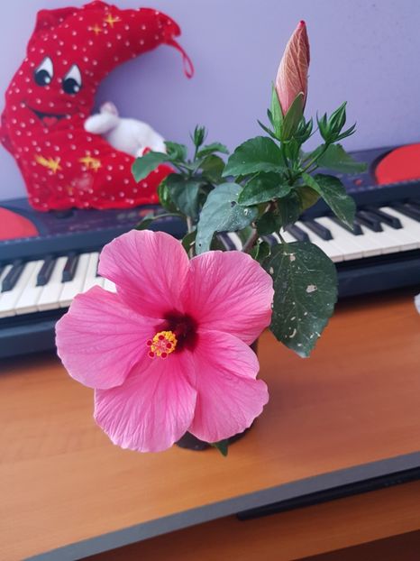  - 1-2 HIBISCUS
