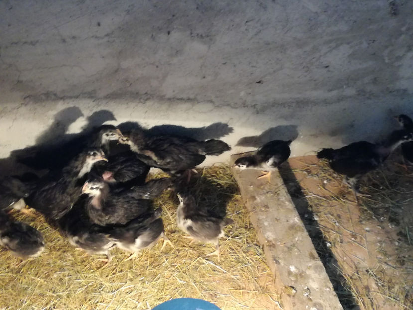  - Pui Australorp 2018