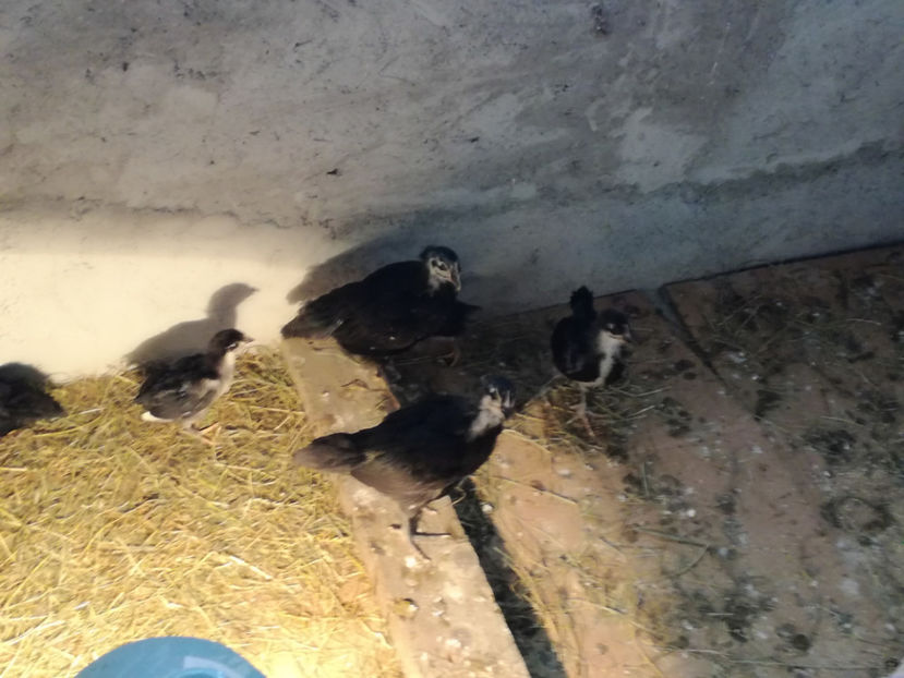  - Pui Australorp 2018