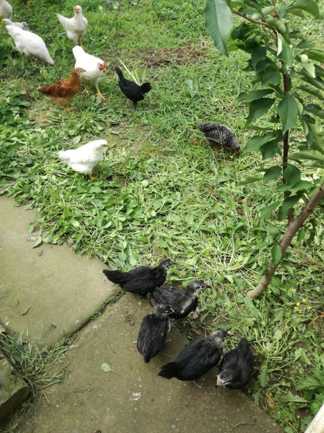  - Pui Australorp 2018