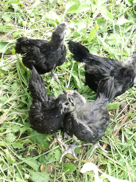  - Pui Australorp 2018