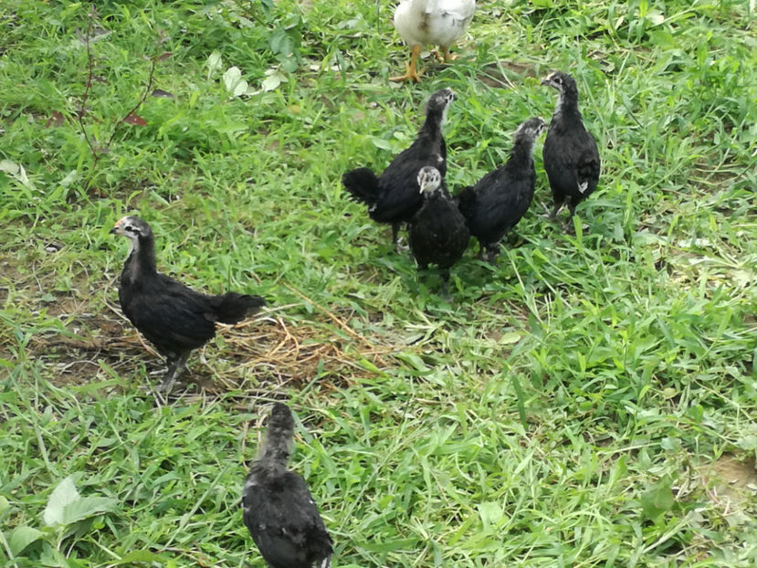  - Pui Australorp 2018