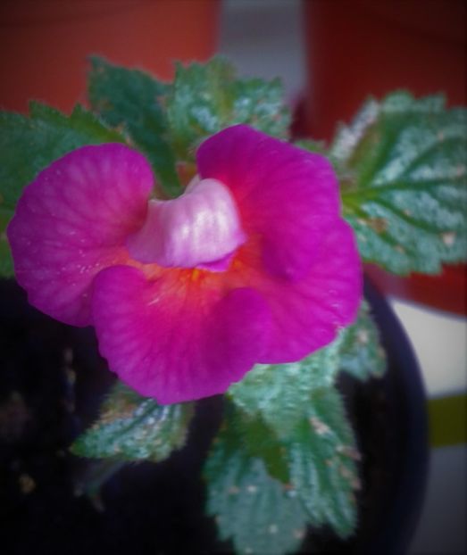  - achimenes varietati pitici