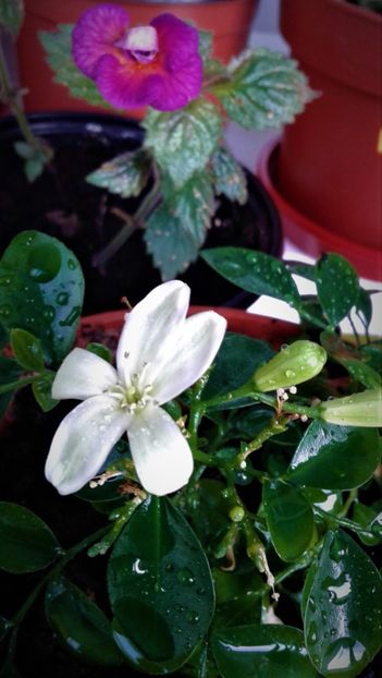  - achimenes varietati pitici