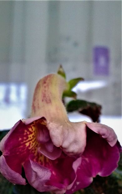  - achimenes varietati pitici