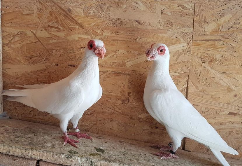  - 23_CARUNCULATI DE ORADEA MATCA-2021