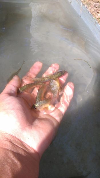 Pestisori - Ratuste pitice - Call duck !