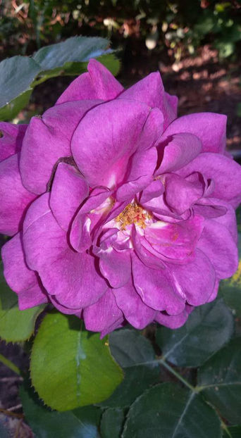  - De vanzare Lastari trandafiri-Epuizat