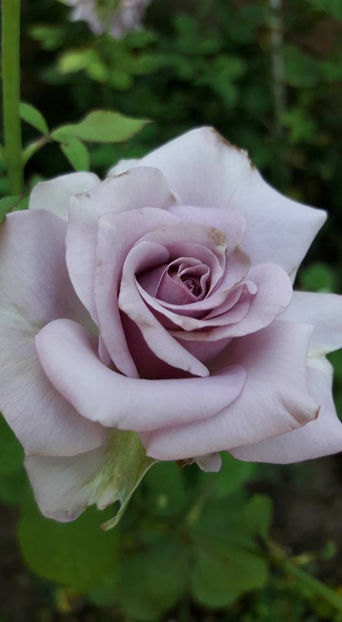  - De vanzare Lastari trandafiri-Epuizat