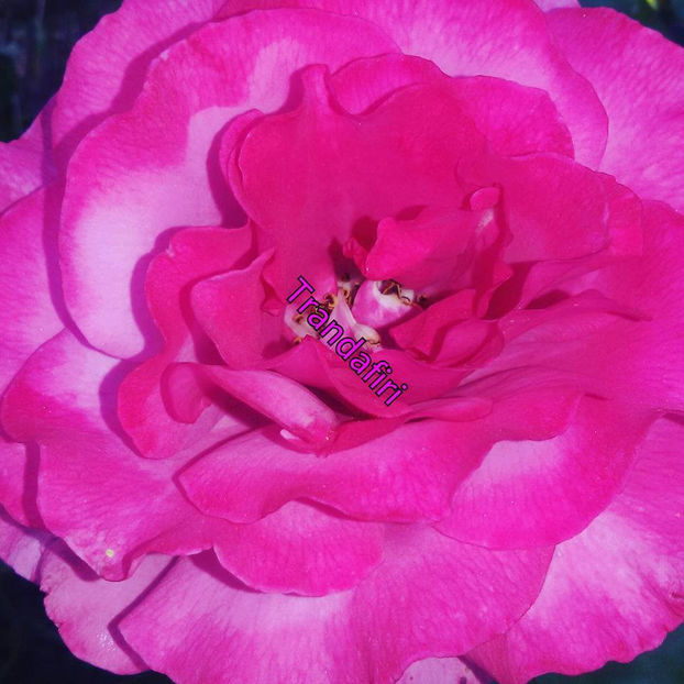  - De vanzare Lastari trandafiri-Epuizat