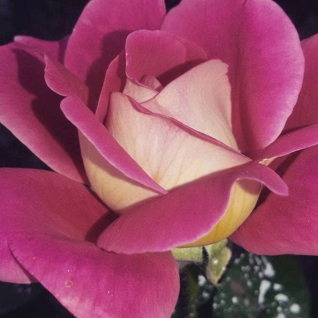  - De vanzare Lastari trandafiri-Epuizat