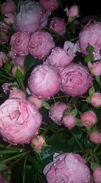  - De vanzare Lastari trandafiri-Epuizat