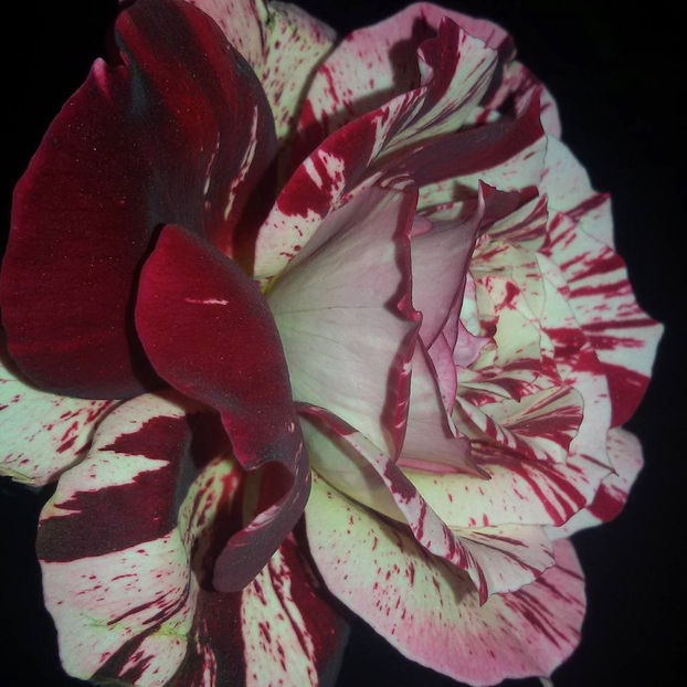  - De vanzare Lastari trandafiri-Epuizat