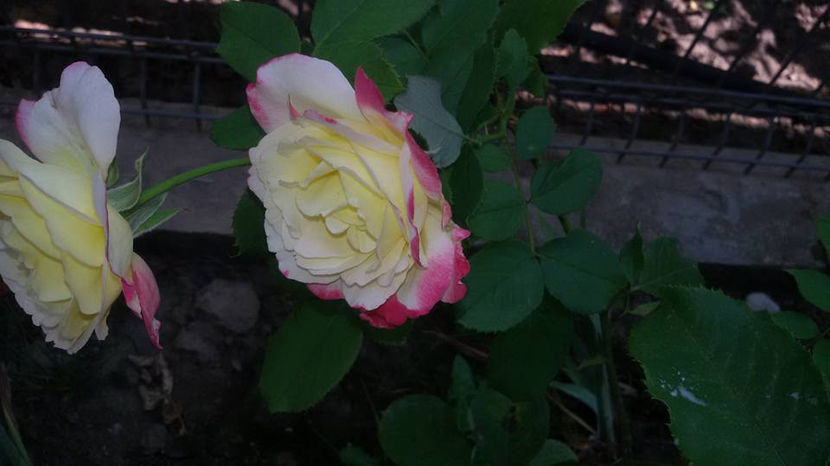  - De vanzare Lastari trandafiri-Epuizat