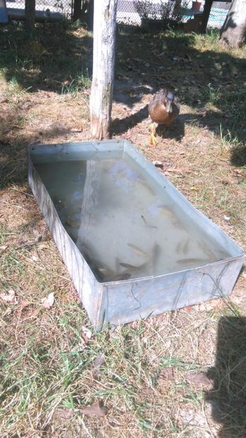  - Ratuste pitice - Call duck !