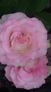  - De vanzare Lastari trandafiri-Epuizat