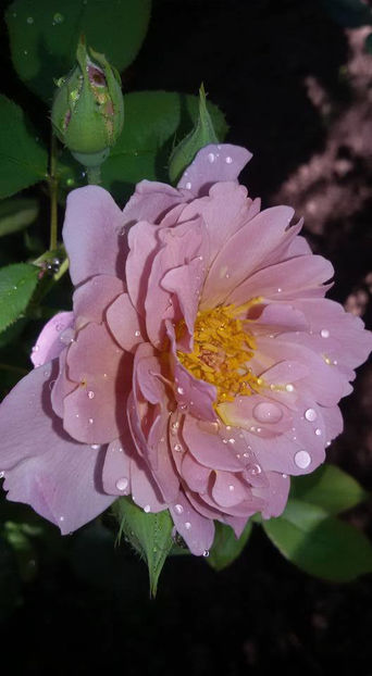  - De vanzare Lastari trandafiri-Epuizat