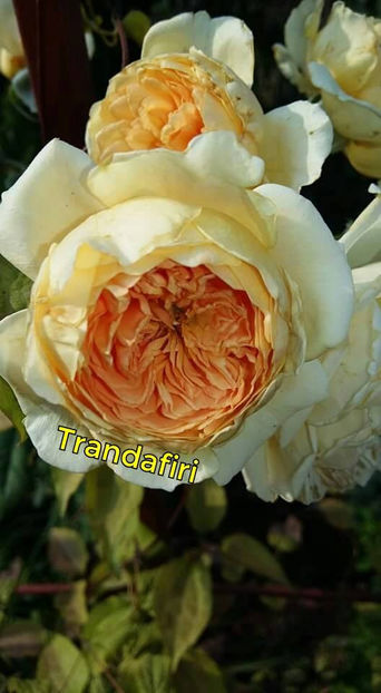  - De vanzare Lastari trandafiri-Epuizat