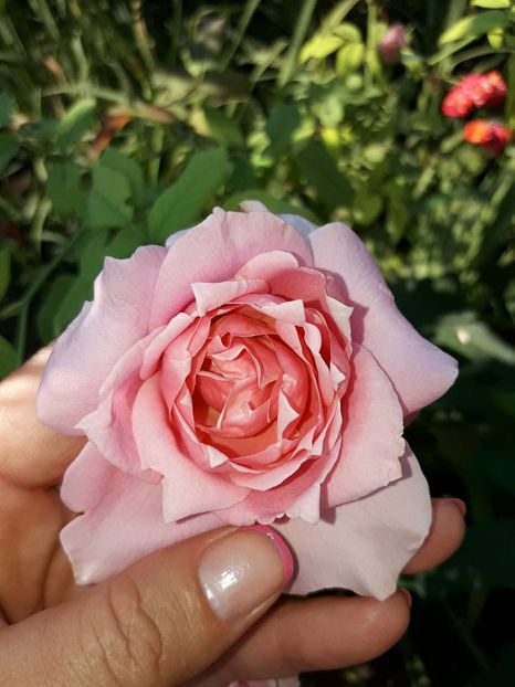  - De vanzare Lastari trandafiri-Epuizat