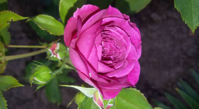  - De vanzare Lastari trandafiri-Epuizat