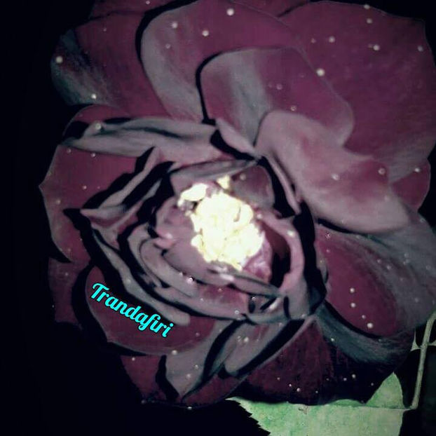  - De vanzare Lastari trandafiri-Epuizat