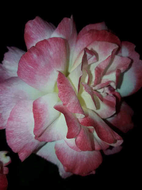  - De vanzare Lastari trandafiri-Epuizat