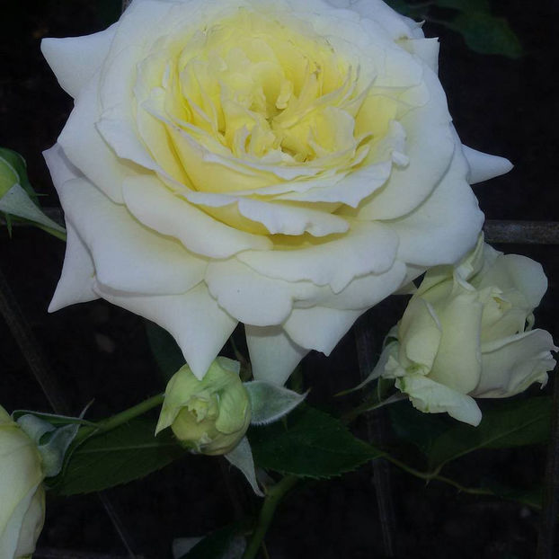  - De vanzare Lastari trandafiri-Epuizat