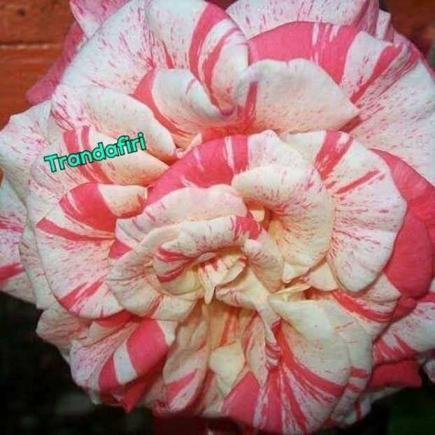  - De vanzare Lastari trandafiri-Epuizat