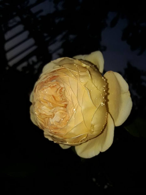  - De vanzare Lastari trandafiri-Epuizat