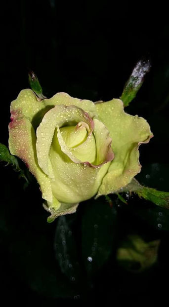  - De vanzare Lastari trandafiri-Epuizat