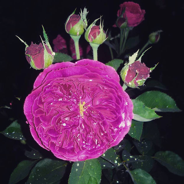  - De vanzare Lastari trandafiri-Epuizat