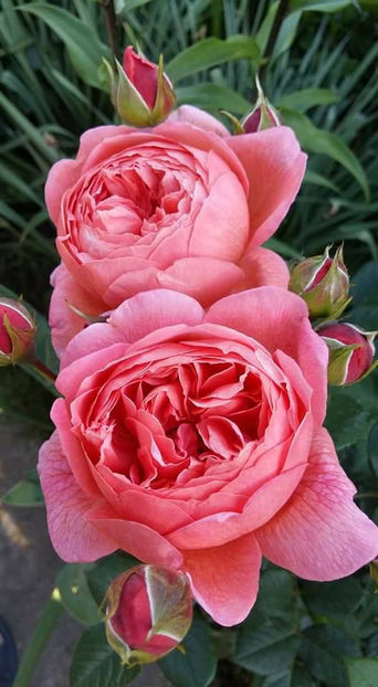  - De vanzare Lastari trandafiri-Epuizat