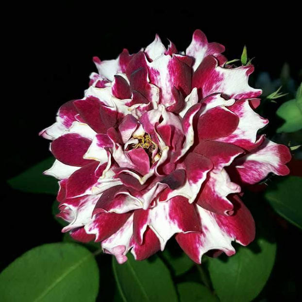  - De vanzare Lastari trandafiri-Epuizat