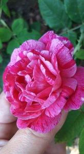  - De vanzare Lastari trandafiri-Epuizat